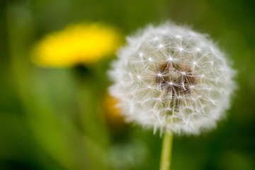 Fototapeta premium schöner Löwenzahn