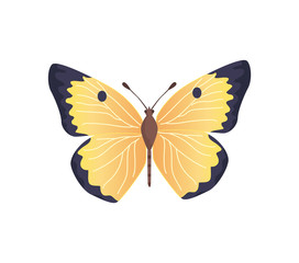 Butterfly of Yellow Color Vector Illustration
