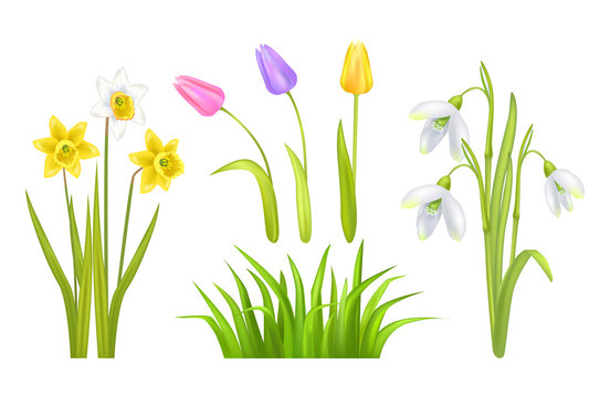 Spring Flowers Set Poster Vector Illustration