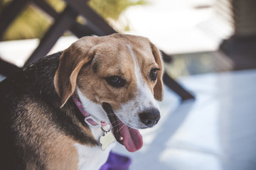 Beagle dog in nature portrait. Beagle female closeup.