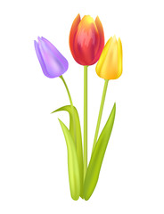 Fototapeta premium Colorful Bouquet with Three Tulips of Multi Color