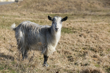 Goat in the grass in a sunny day