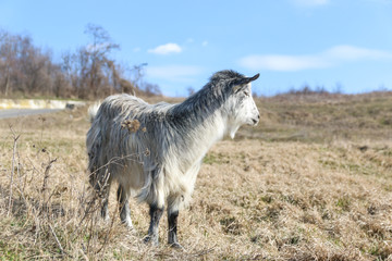 Goat in the grass in a sunny day