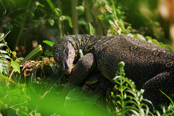 Water monitor or Varanus salvator is reptiles and amphibiansin live in forest of Thailand.