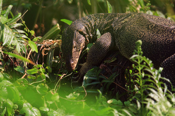 Water monitor or Varanus salvator is reptiles and amphibiansin live in forest of Thailand.