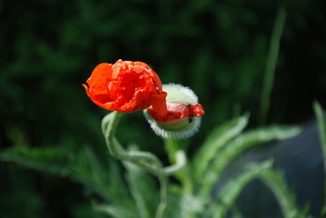 Blossoming Red Poppies