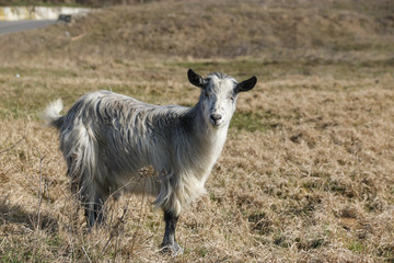 Goat in the grass in a sunny day