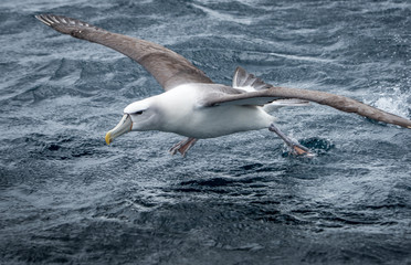Albatross