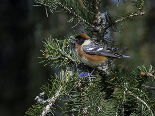 Bay-breasted Warbler in Spring