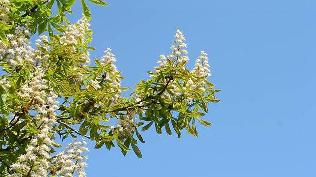 horse chestnut tree (aesculus hippocastanum) under wind on the blue sky, sunny environment diversity 