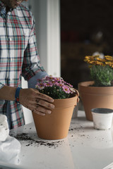 Man's hands transplanting plant.