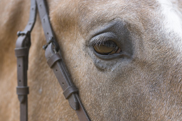 Ojo de un caballo español