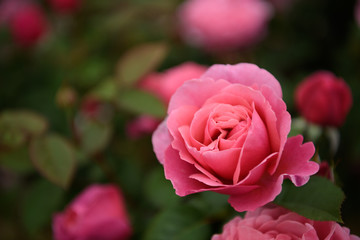 薔薇