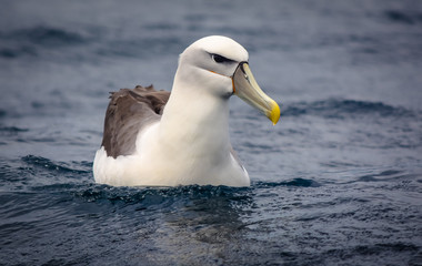 Albatross