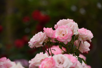 薔薇