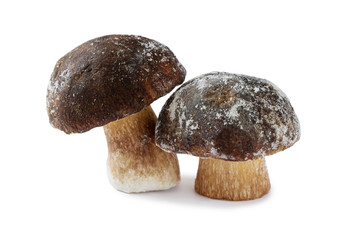 White mushroom (the mushroom king) isolated on a white background. close up. frozen