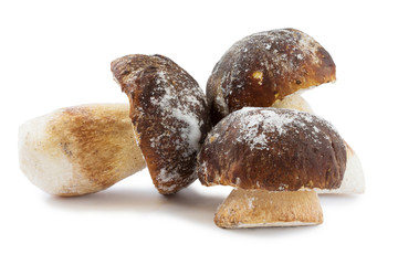 White mushroom (the mushroom king) isolated on a white background. close up. frozen