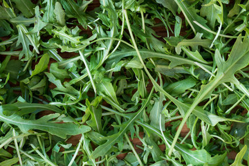 Fototapeta premium fresh green arugula. background