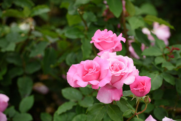 薔薇