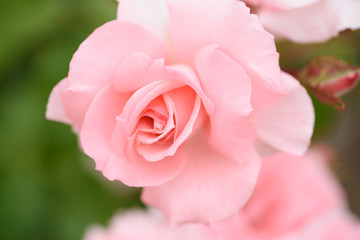 薔薇