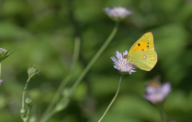 Gatekeeper, Corfu, Greece
