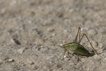 Grasshopper, Corfu, Greece