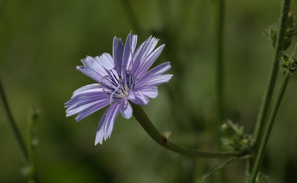 Purple flower, Corfu, Greece