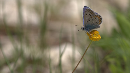 Holly Blue, Corfu, Greece