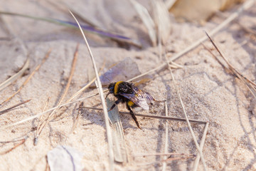 Bumblebee on the sand