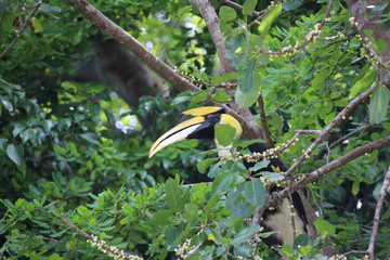 A wild hornbill Bucerotidae sitting in the tree. The hornbills Bucerotidae are a family of birds found in tropical and subtropical Africa, Asia and Melanesia. They are characterized by a long, down-cu