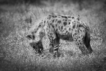 Hyena hunting, Africa