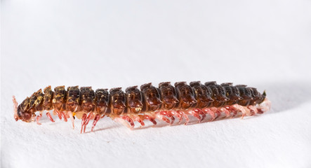 macro millipede insect inside studio