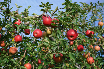 りんご（ふじ）