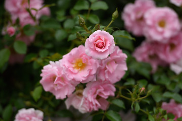 中之島公園バラ園の薔薇