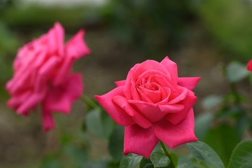中之島公園バラ園の薔薇