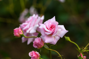 中之島公園バラ園の薔薇