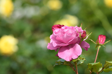 中之島公園バラ園の薔薇