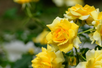 中之島公園バラ園の薔薇
