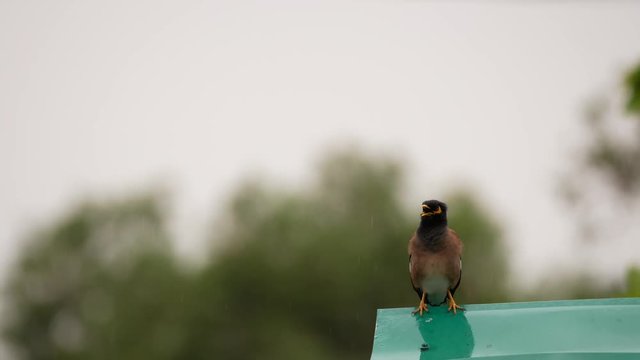 The Starling Singing in The Rain on The Roof