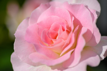 Fototapeta premium 中之島公園バラ園の薔薇