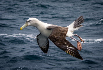 Fototapeta na wymiar Albatross