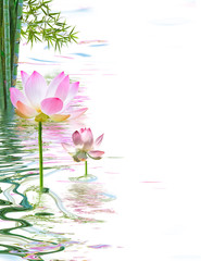 composition aquatique avec lotus roses et bambous verts 