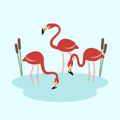 three flamingo at the lake vector