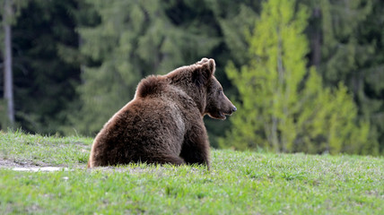 Brown bear in Carpathian Mountains in Transylvania, Romania