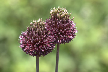 purple thistle flower