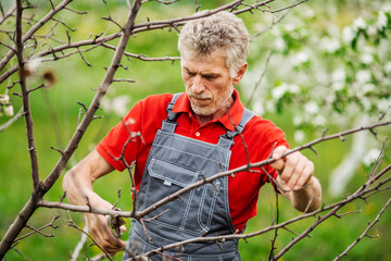 gardener with pruner pruning apple tree branch at summer garden background. people and farm concept
