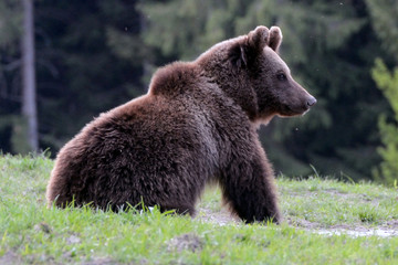 Fototapeta premium Brown bear in Carpathian Mountains in Transylvania, Romania