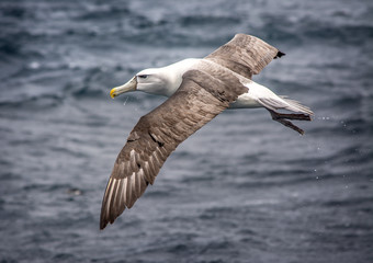 Albatross