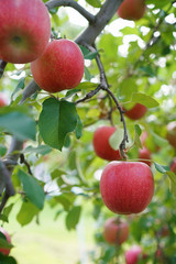 りんご（ふじ）