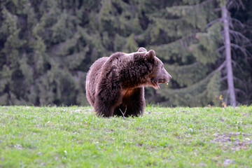 Obraz premium Brown bear in Carpathian Mountains in Transylvania, Romania